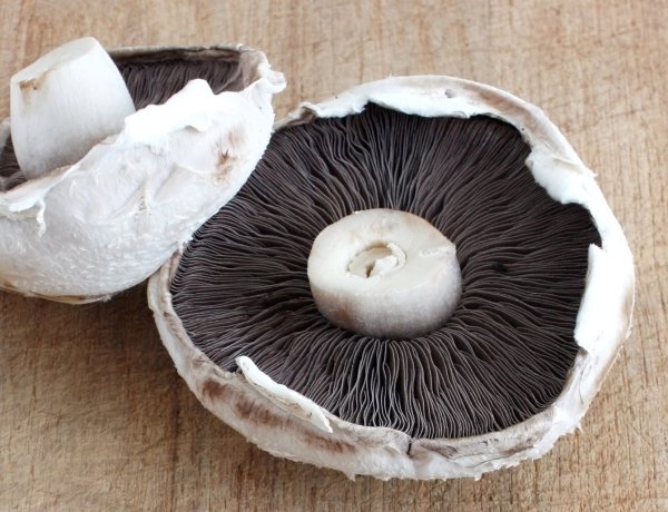 Flat Mushrooms