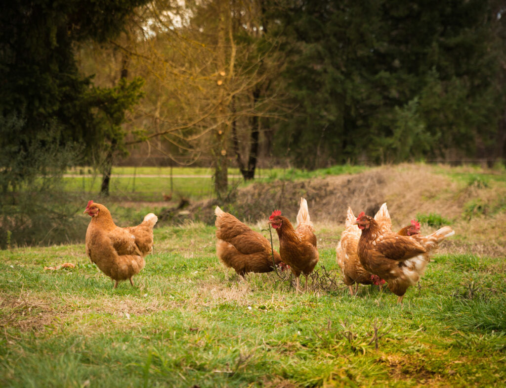 Free Range Eggs x6